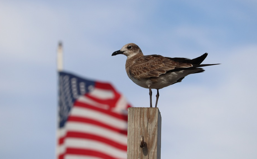 申請(qǐng)美國(guó)優(yōu)秀人才移民是否與其他移民項(xiàng)目沖突？
